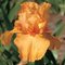 Ирис 'Оранж Хаpвест' / Iris germanica 'Orange Harvest'